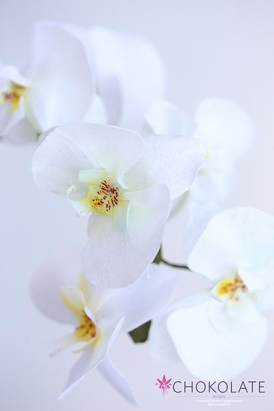 Wafer Paper Flower: Orchid (Phaleanopsis - Moth) - Cake by ChokoLate Designs