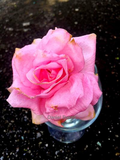 Wafer Paper Rose  - Cake by Daniel Guiriba