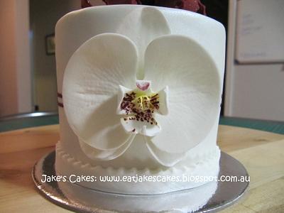 Moth orchid mini cake - Cake by Jake's Cakes