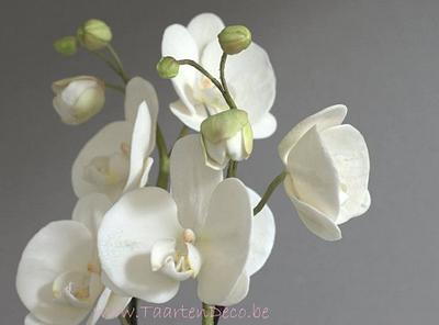 white orchids phaleanopsis moth - Cake by Jannet