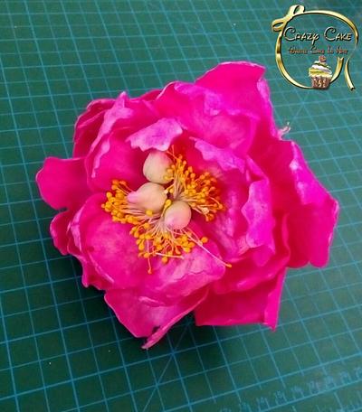 my gumpaste peony - Cake by CRAZY CAKE BY EMAN TAHER