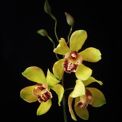 Gumpaste cymbidium orchids - Cake by Karen Blunden
