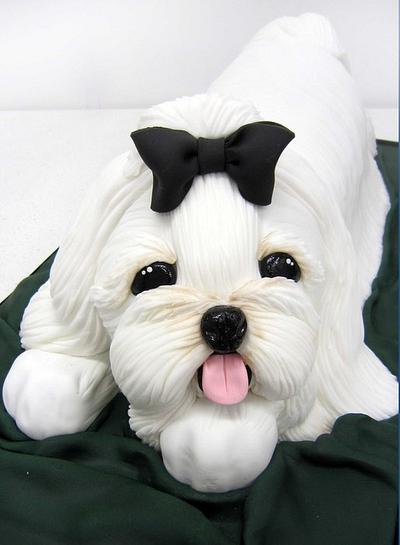 Maltese terrier cake for the 2012 championship show - Cake by Louise Pain