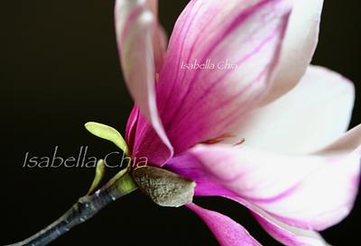 Mulan magnolia sugar flowers - Cake by IsabellaChia