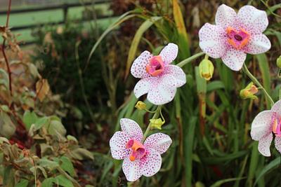 Sugar Moth Orchids - Cake by Siobhan Buckley