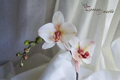 Orchid  - Cake by Teresa Insero
