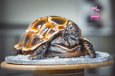 Turtle - Cake by danadana2