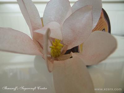 Wafer Paper Magnolia - Cake by Petya Shmarova