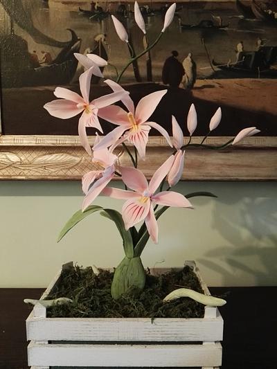 Orchid - sugar flower - Cake by Federica Sampò 