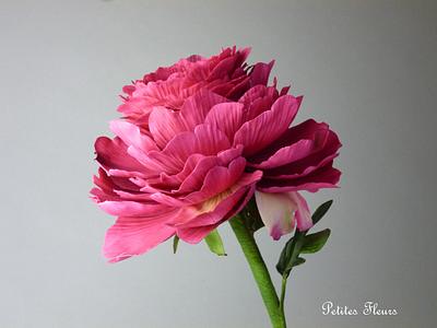 Gumpaste peony - Cake by Shenelle Robson