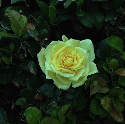 My yellow rose... - Cake by Piro Maria Cristina