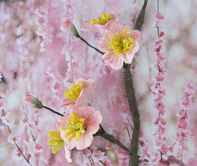 Cherry Blossoms - Cake by The Garden Baker