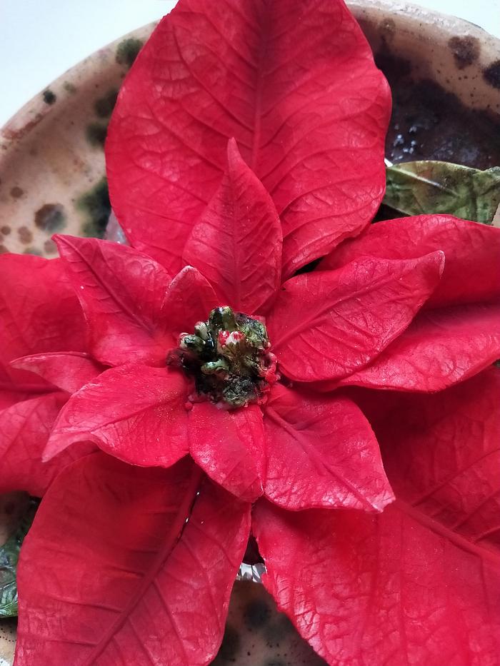 Poinsettia