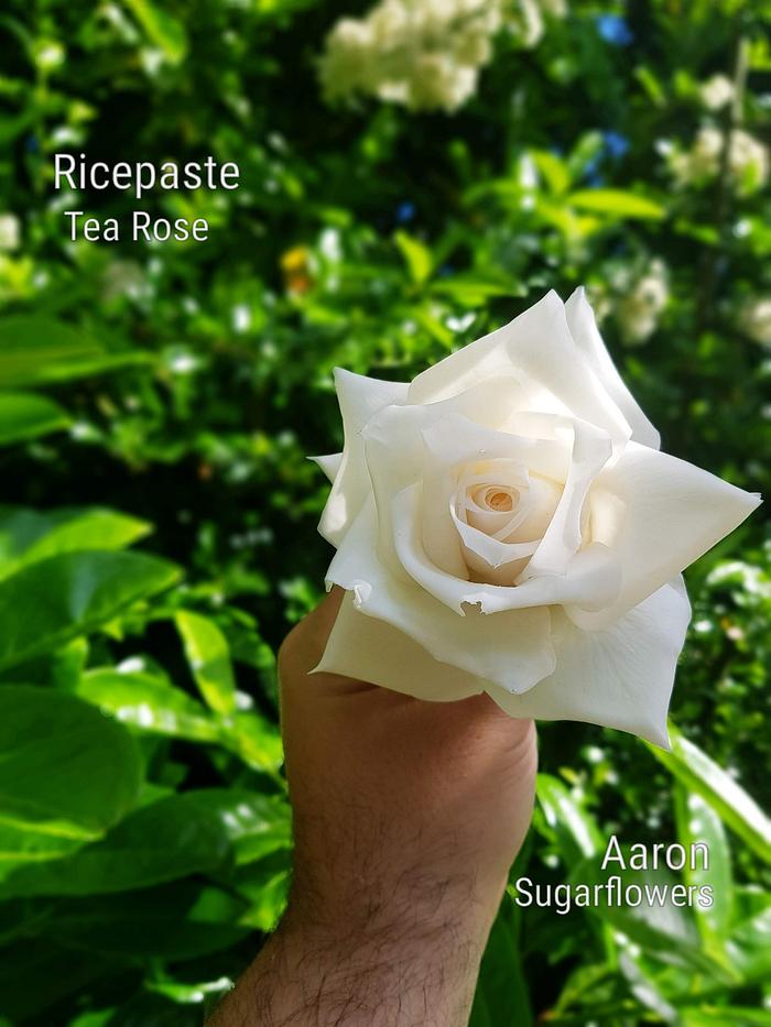 Rice paste rose