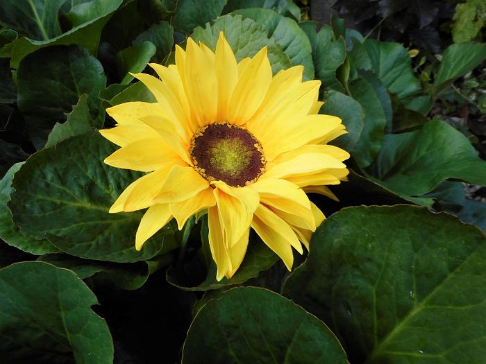 Sweet sunflower 