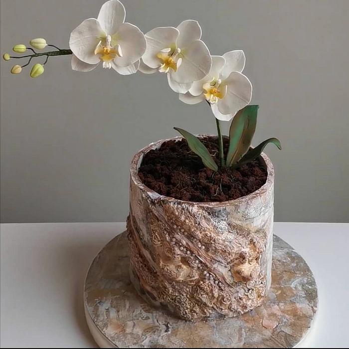 Anniversary Cake with Orchid (Sugar Flower) 