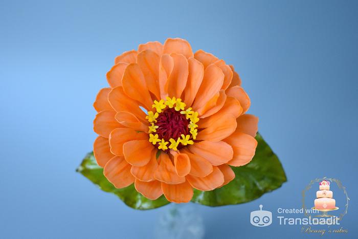 Sugar zinnia