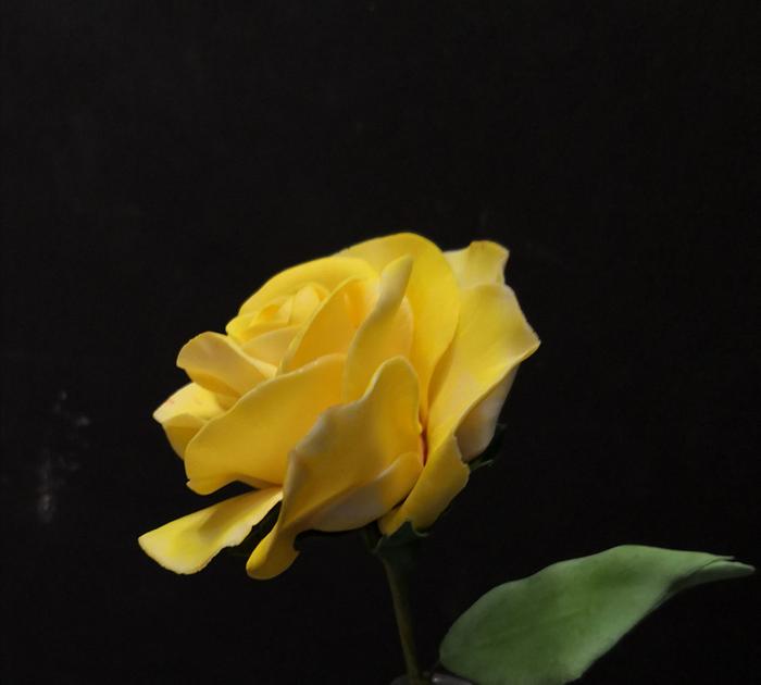 Sugar yellow rose