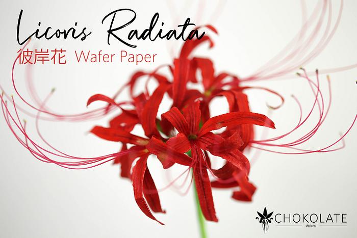 Wafer Paper Flowers Red Spider Lily (Licoris Radiata) 彼岸花 Amaryllis du Japon