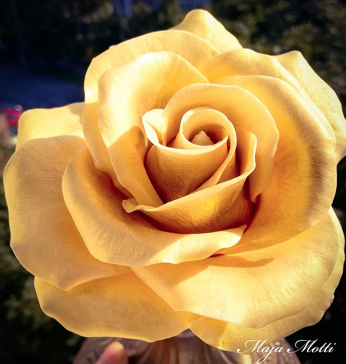 The Gold rose