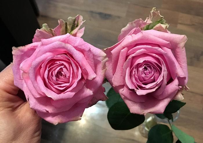 Wafer paper rose vs real rose