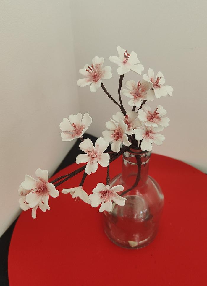 Fleurs de cerisier 