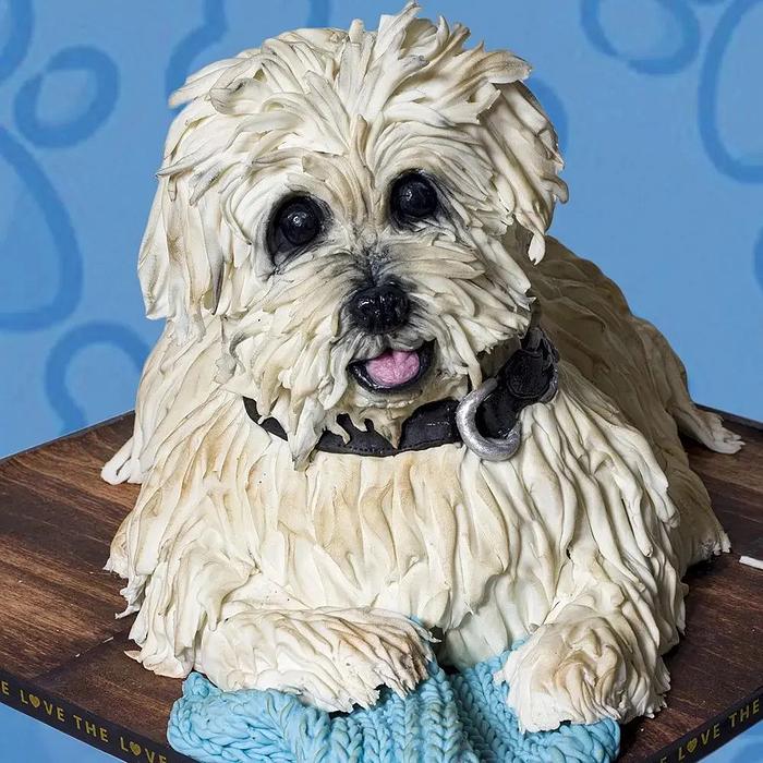 Maltese dog Cake