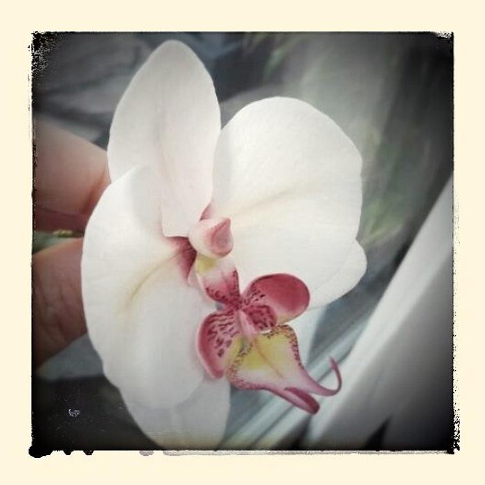 moth orchid