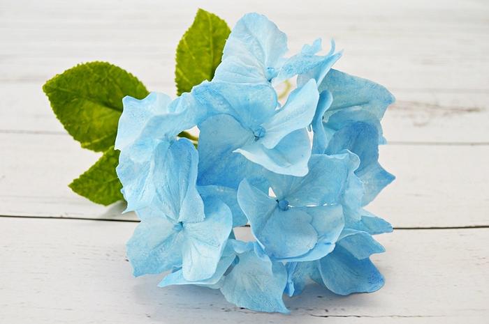Blue Hortensia