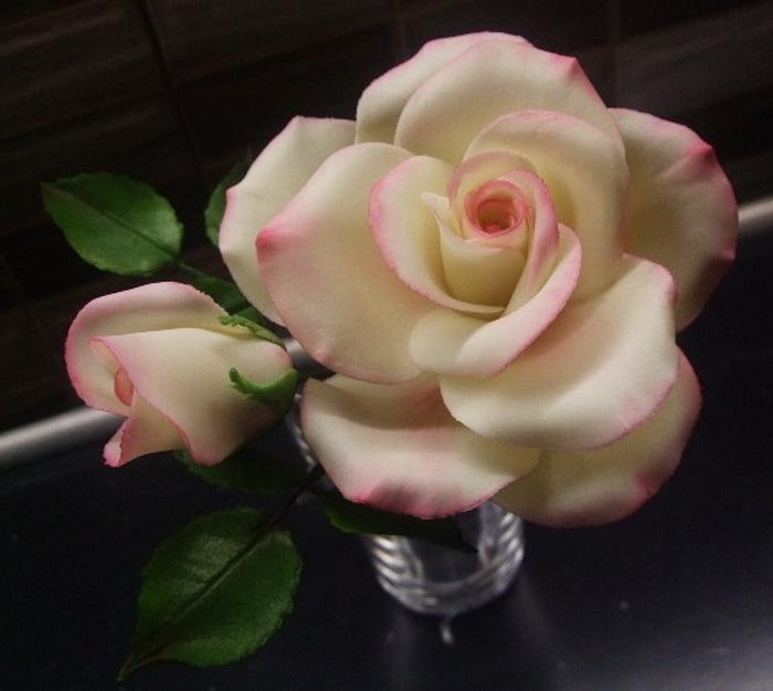 Sweet rose