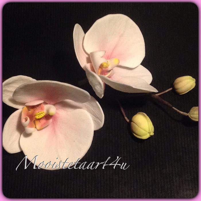 Cymbidium Orchid...