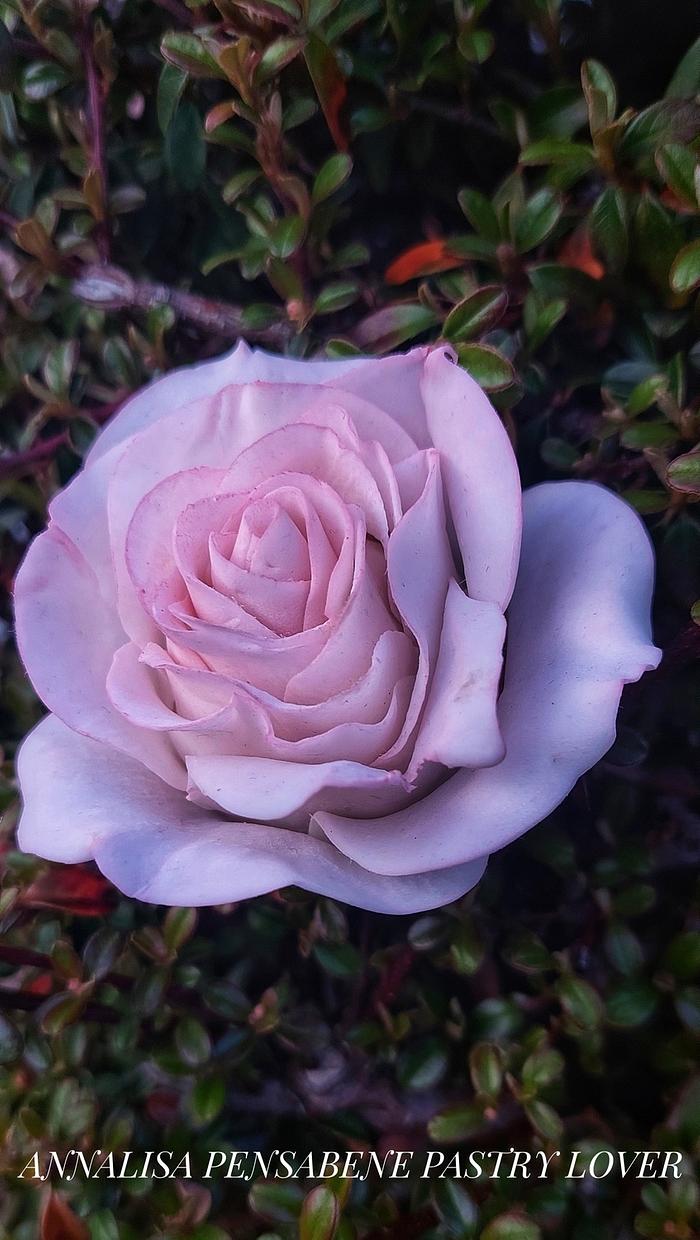 Pink flexible realistic Rose