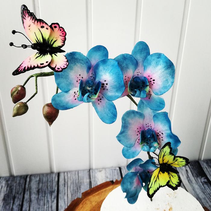 Blue orchid and butterflies