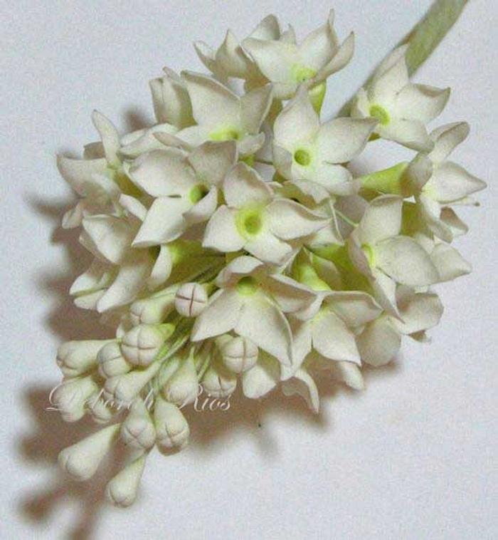 Sugar flowers - Bouvardias arrangement