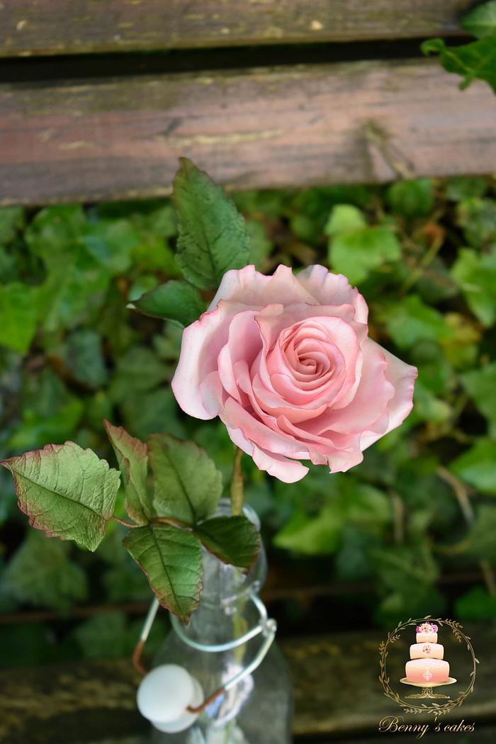 Pink sugar rose