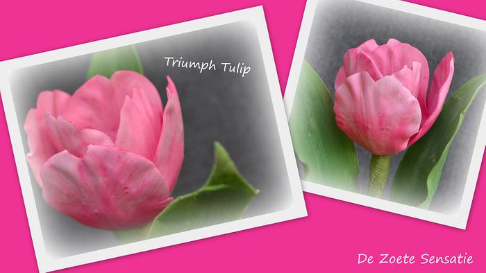 Triumph Tulip
