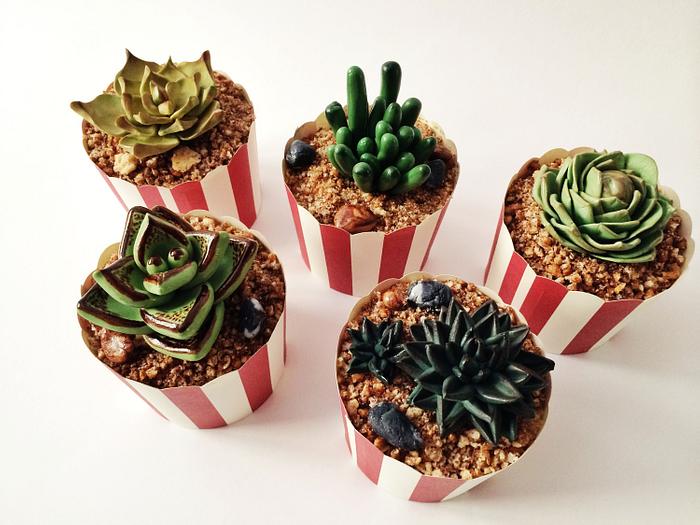 Succulents Plants Cupcakes