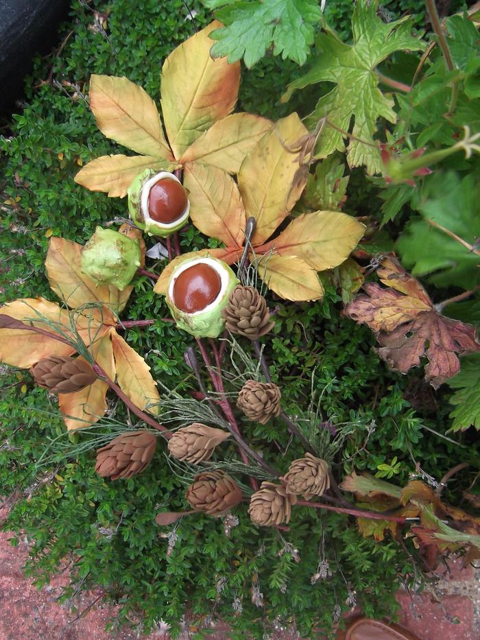 Horse Chestnuts and Pine Cone's.