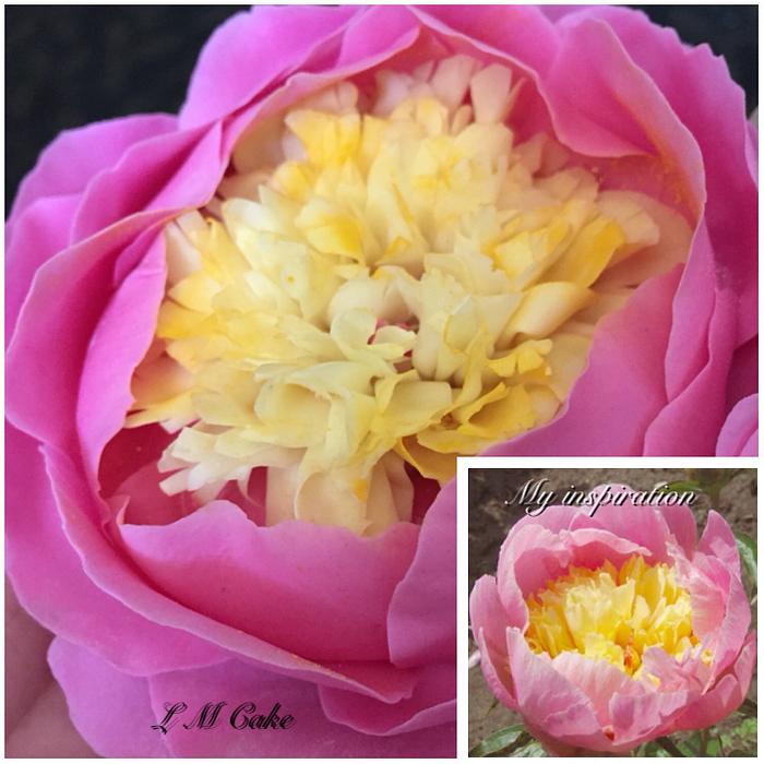 Sugar peony on left with real peony on bottom right 