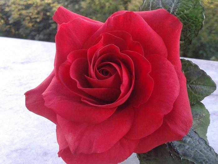 sugar red rose