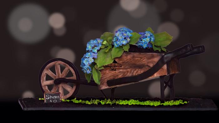 Hydrangeas in a wheelbarrow