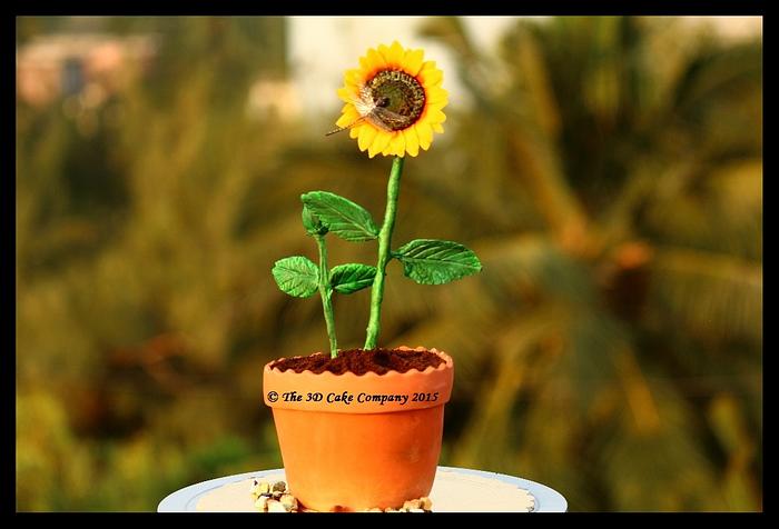 Sunflower plant in a pot