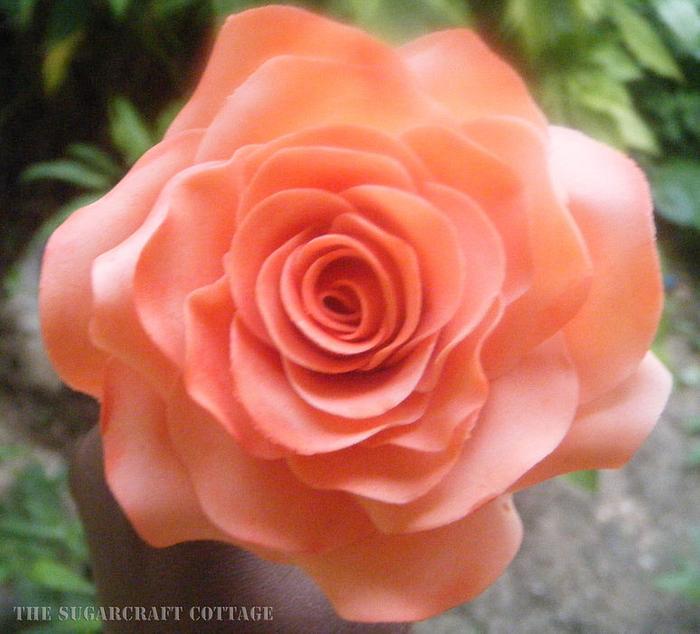 Peach and dust pink rose