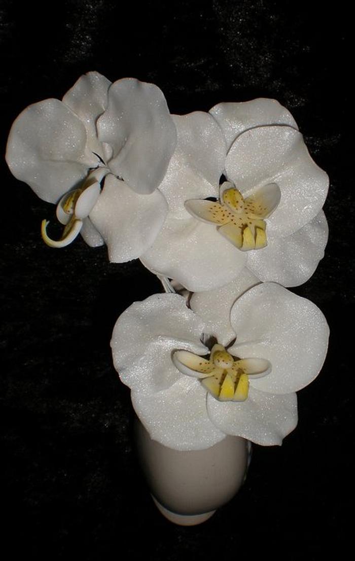 Phalaenopsis Orchids 