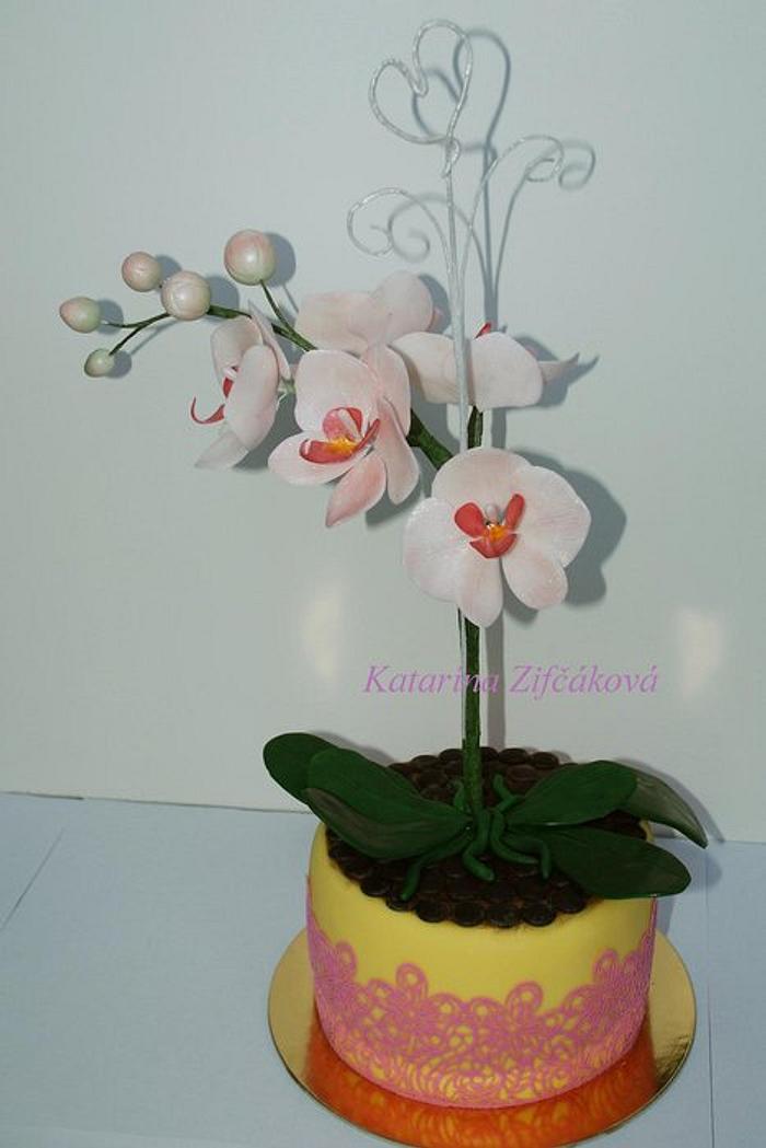 Orchid in flowerpot