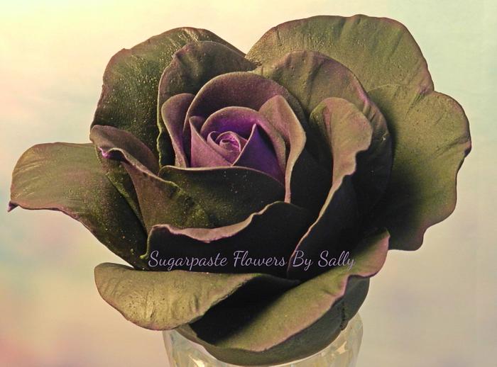 Moody black rose