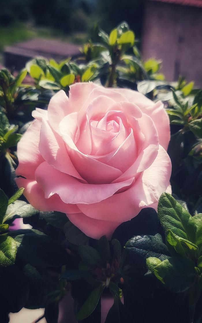 Pink little rose ... Gioia