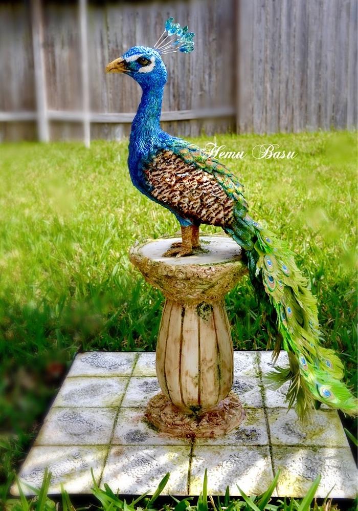 Royal Peacock 