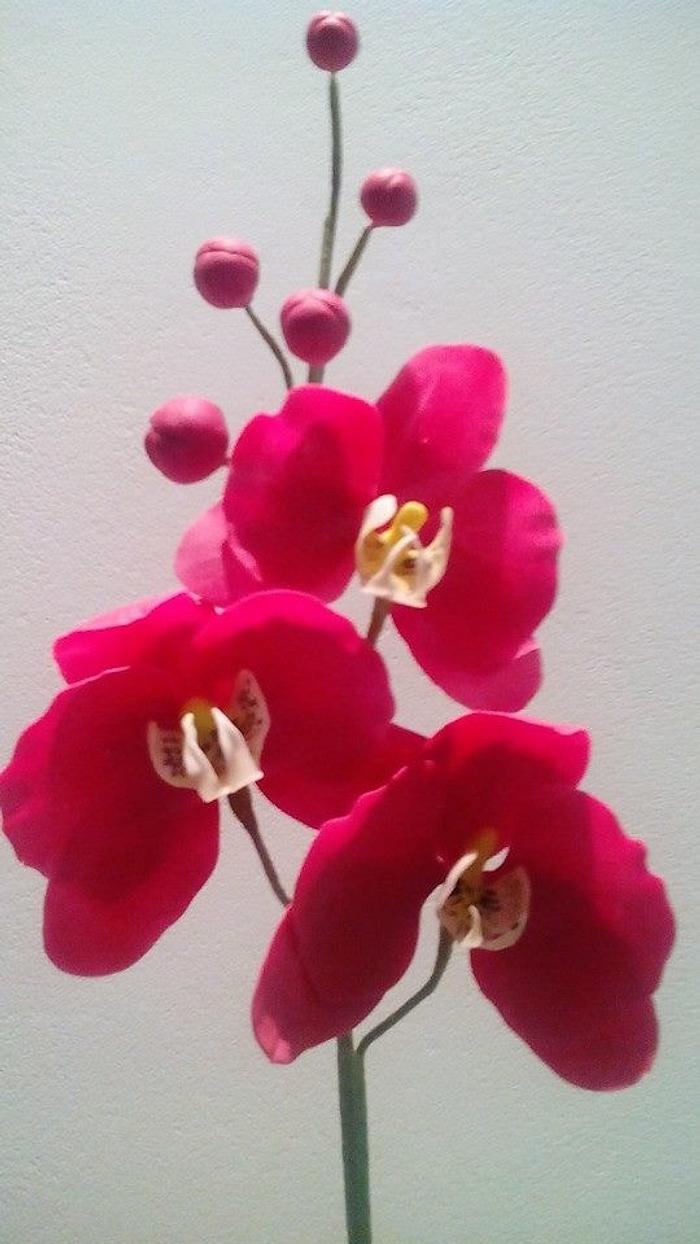 Moth Orchid- free form