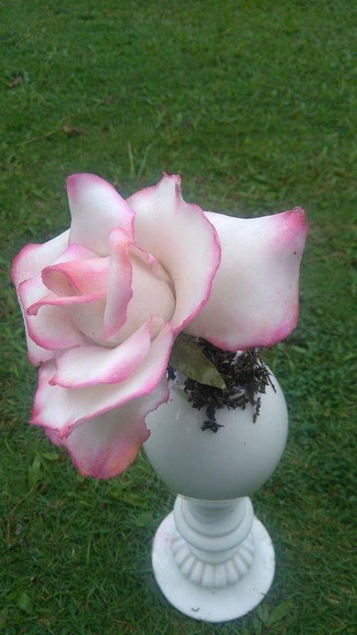 Pink Rose 
